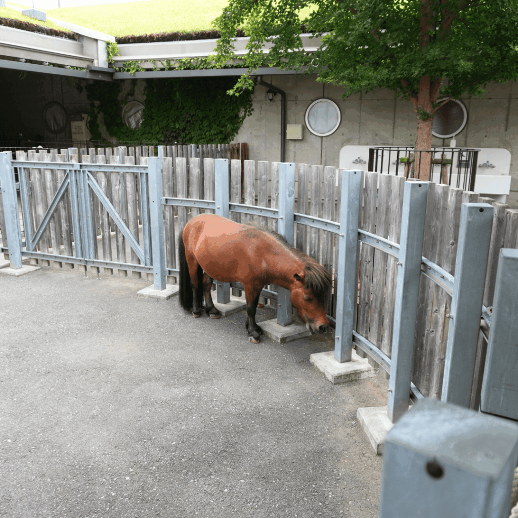 【子連れお出かけ・遊び場】東板橋公園のもう一つのおすすめスポット「板橋こども動物園」で動物とのふれあい(板橋区議会議員 近藤タカヒロ)