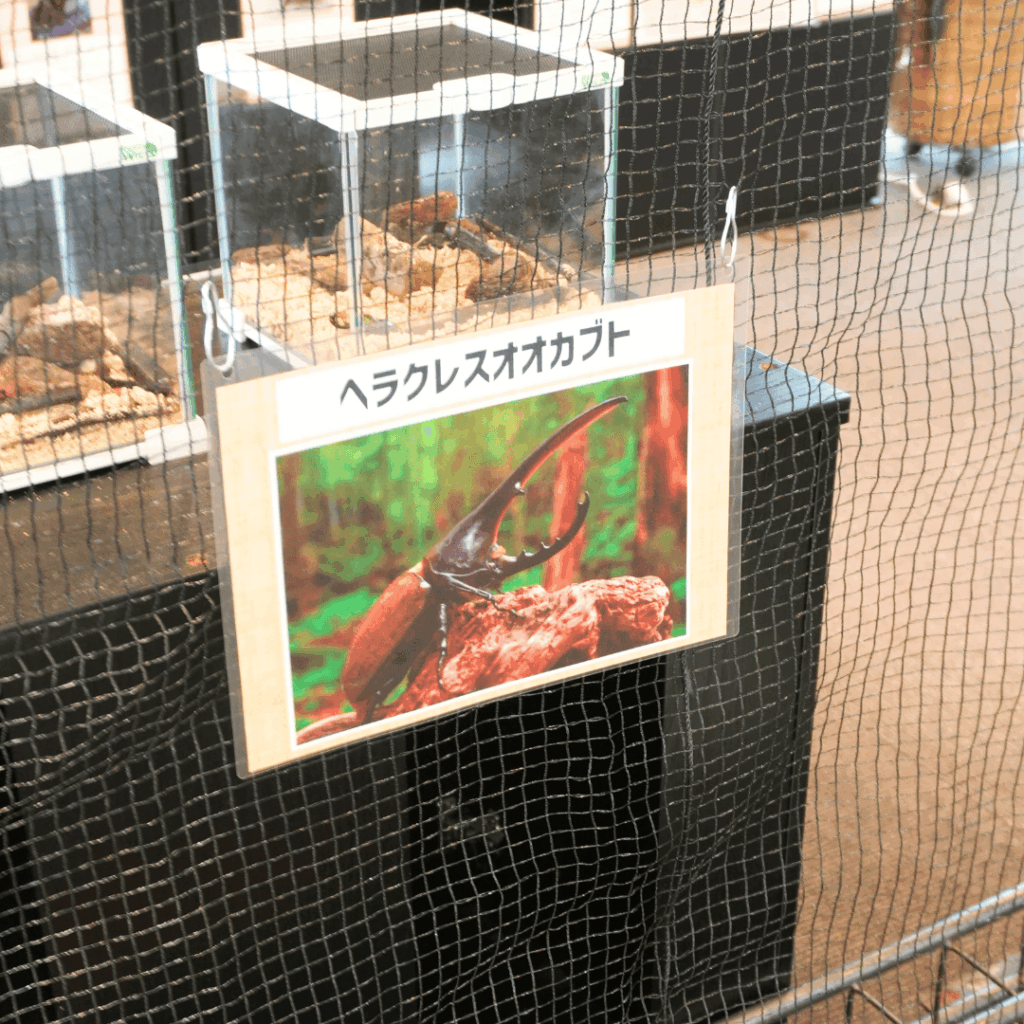 【8/30まで・板橋区】カブトムシに触れるって本当?ねったいかん夏休み特別展「熱帯の昆虫2026」に行ってきました(板橋区議会議員 近藤タカヒロ)