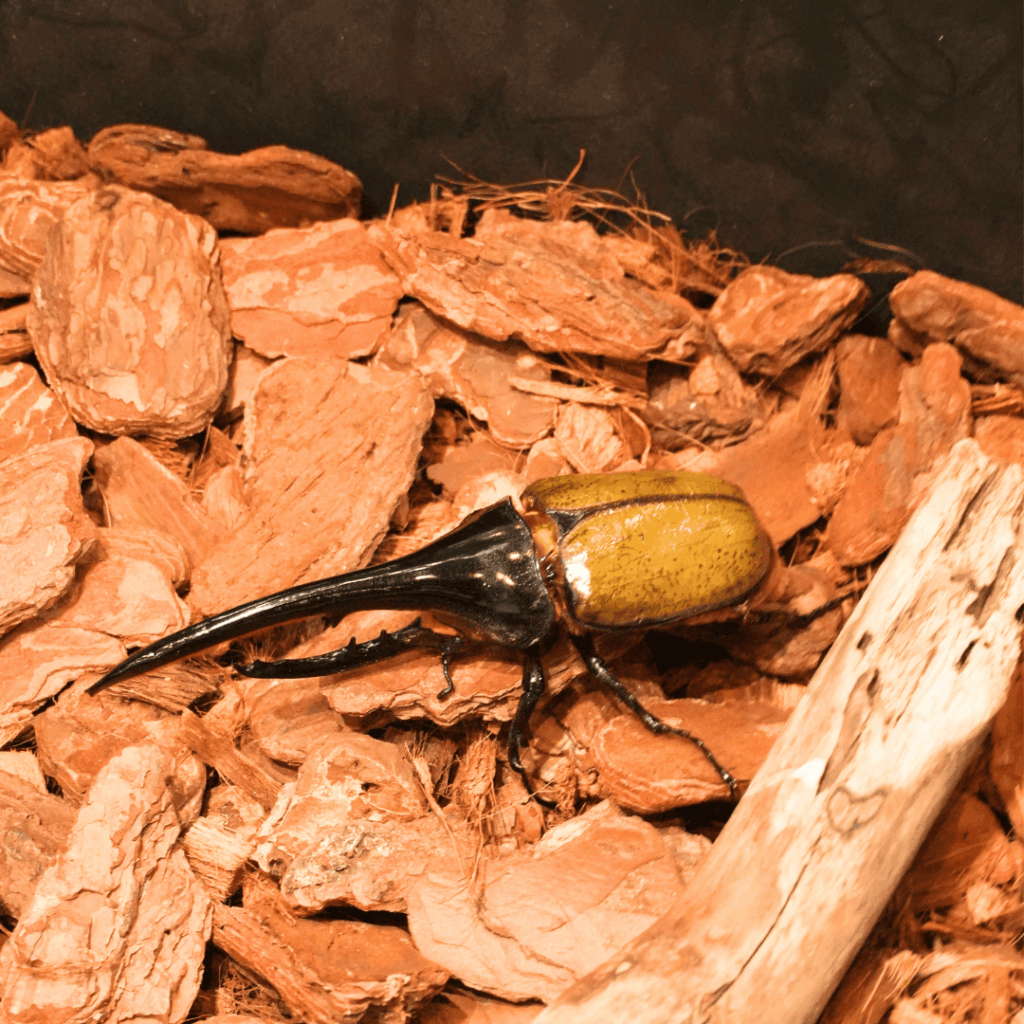 【8/30まで・板橋区】カブトムシに触れるって本当?ねったいかん夏休み特別展「熱帯の昆虫2026」に行ってきました(板橋区議会議員 近藤タカヒロ)