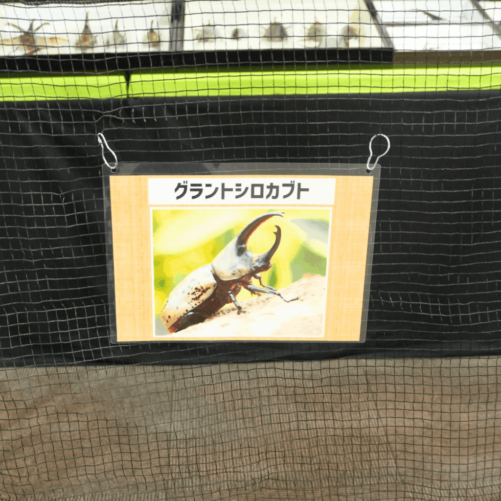 【8/30まで・板橋区】カブトムシに触れるって本当?ねったいかん夏休み特別展「熱帯の昆虫2026」に行ってきました(板橋区議会議員 近藤タカヒロ)