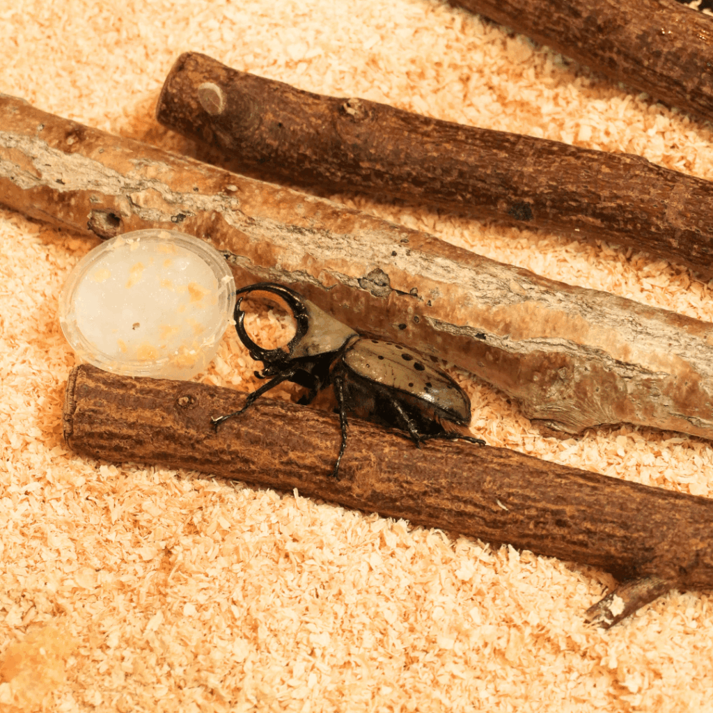 【8/30まで・板橋区】カブトムシに触れるって本当?ねったいかん夏休み特別展「熱帯の昆虫2026」に行ってきました(板橋区議会議員 近藤タカヒロ)