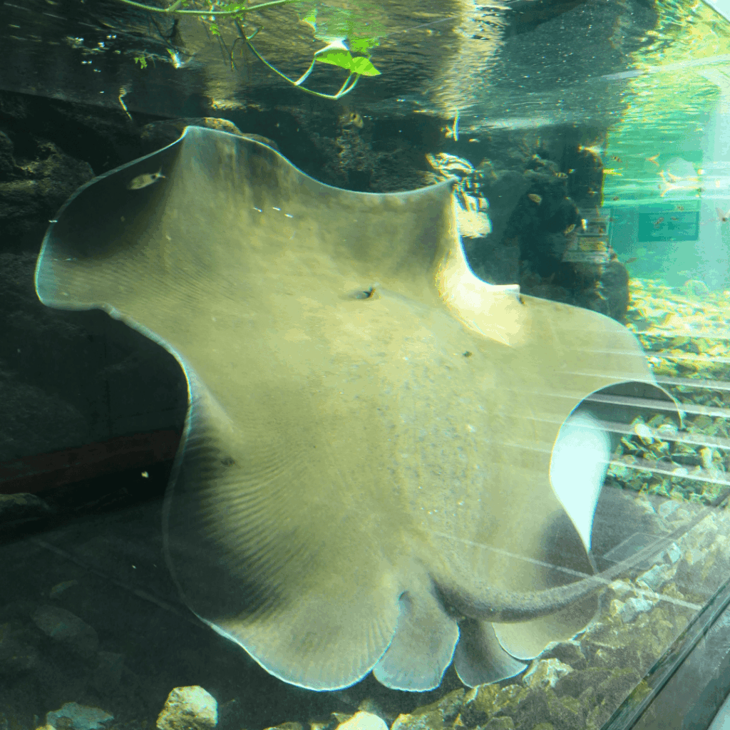 【板橋区・高島平】まるで東南アジア「熱帯環境植物館(ねったいかん)」水族館もある屋内ジャングル(板橋区議会議員 近藤タカヒロ)