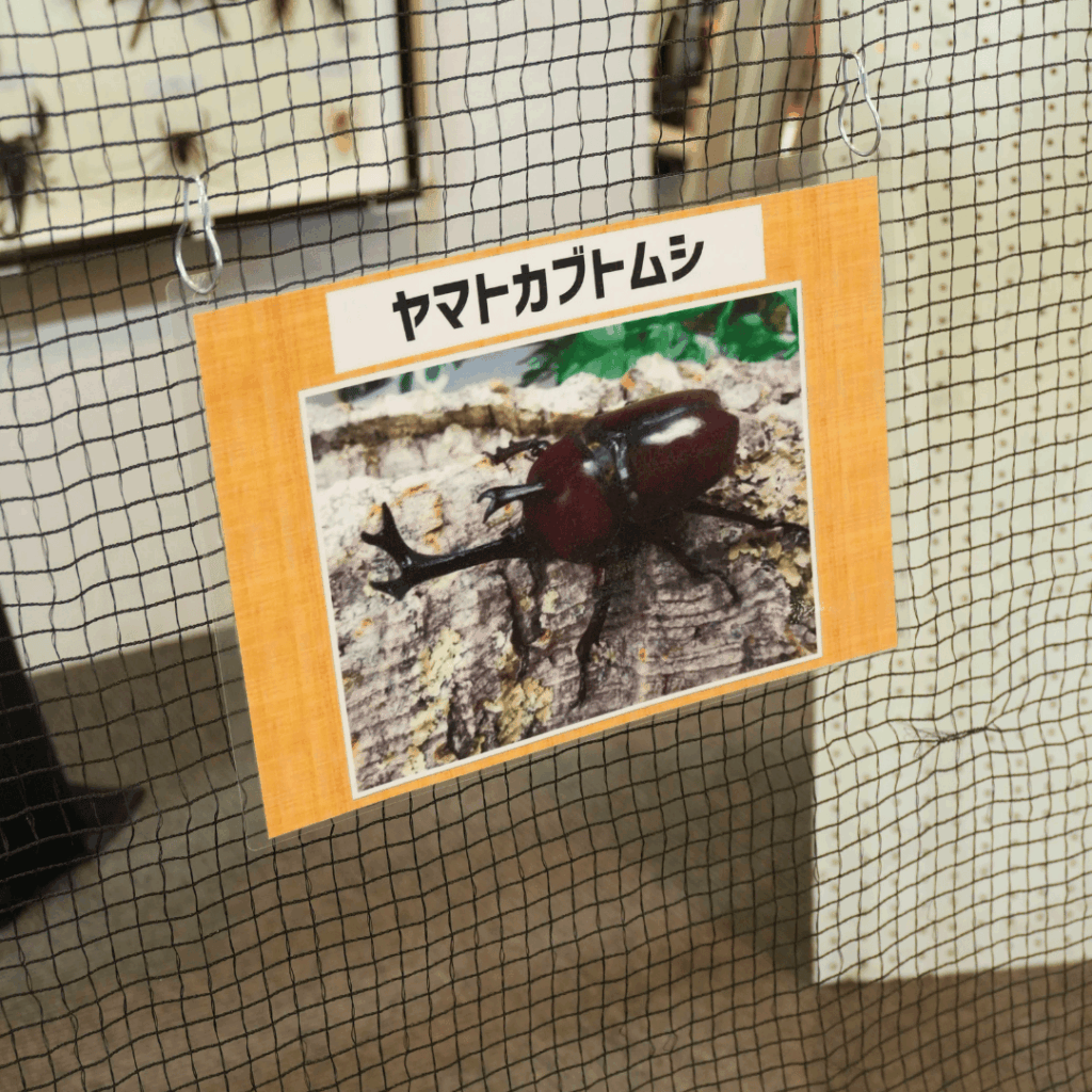 【8/30まで・板橋区】カブトムシに触れるって本当?ねったいかん夏休み特別展「熱帯の昆虫2026」に行ってきました(板橋区議会議員 近藤タカヒロ)
