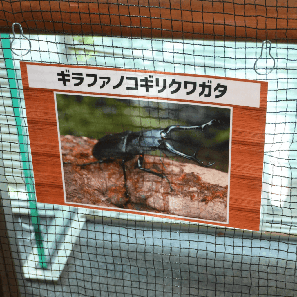【8/30まで・板橋区】カブトムシに触れるって本当?ねったいかん夏休み特別展「熱帯の昆虫2026」に行ってきました(板橋区議会議員 近藤タカヒロ)