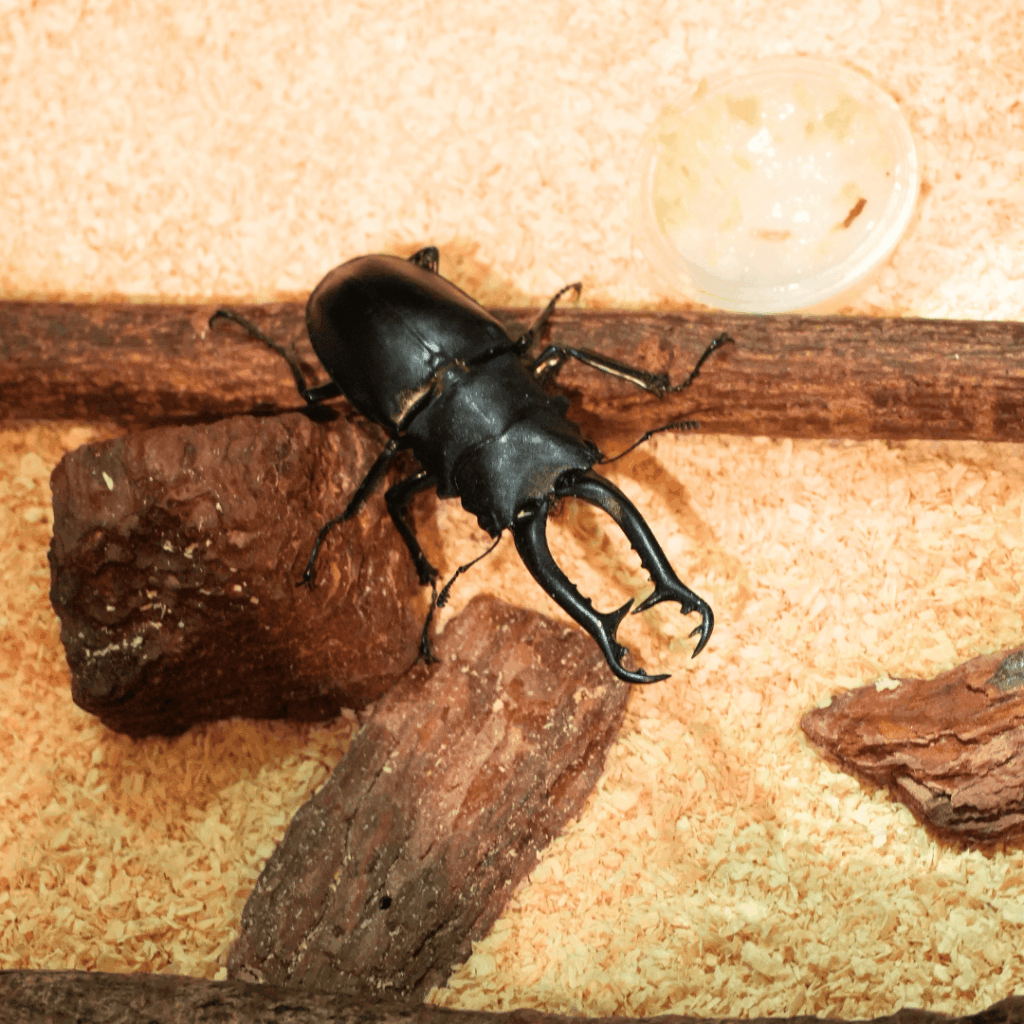【8/30まで・板橋区】カブトムシに触れるって本当?ねったいかん夏休み特別展「熱帯の昆虫2026」に行ってきました(板橋区議会議員 近藤タカヒロ)
