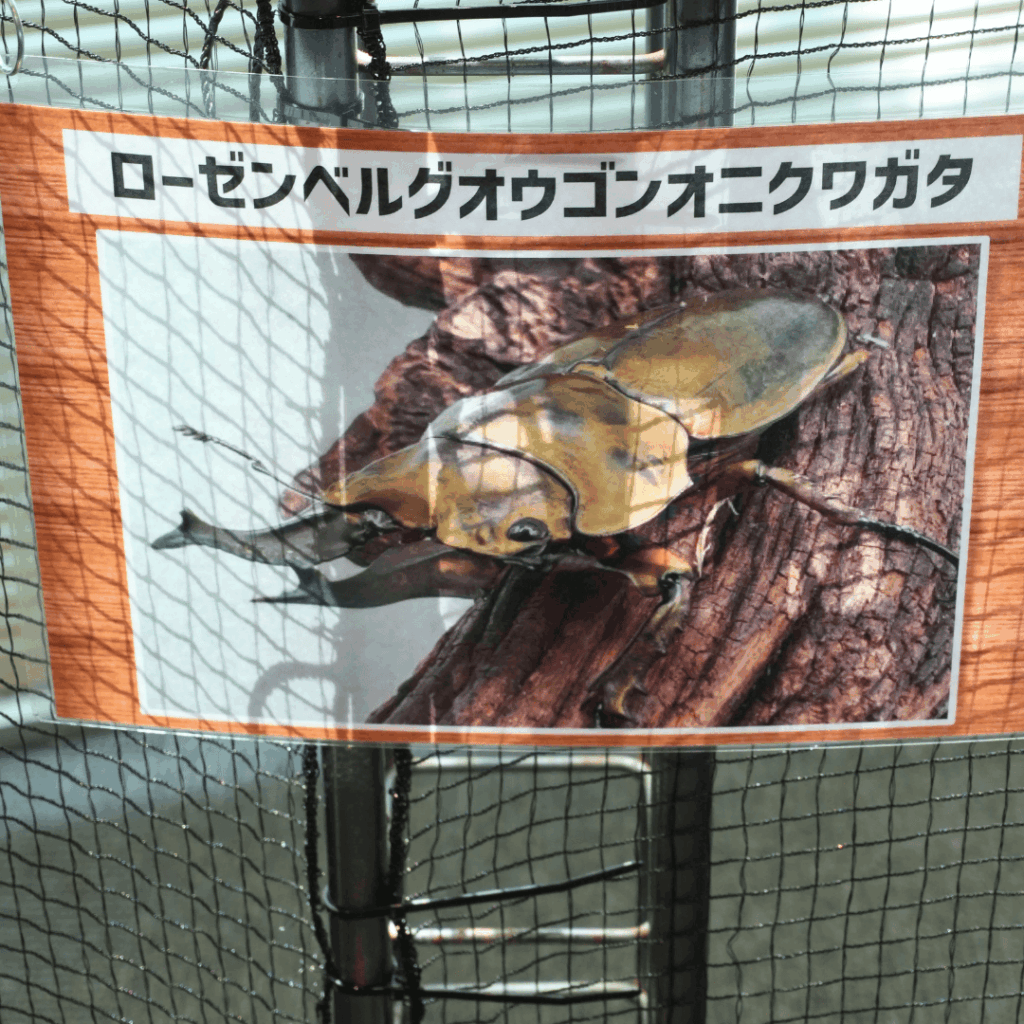 【8/30まで・板橋区】カブトムシに触れるって本当?ねったいかん夏休み特別展「熱帯の昆虫2026」に行ってきました(板橋区議会議員 近藤タカヒロ)