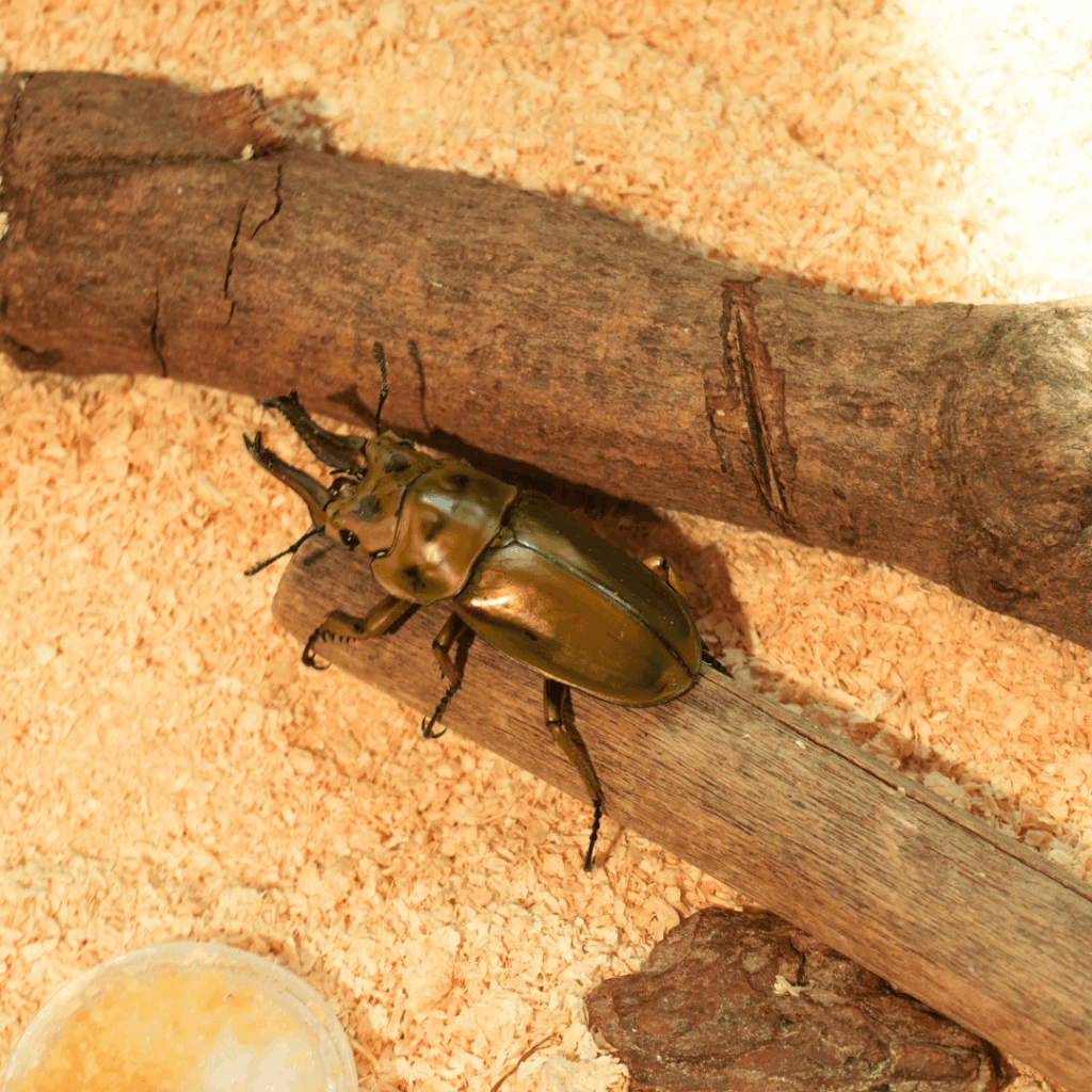 【8/30まで・板橋区】カブトムシに触れるって本当?ねったいかん夏休み特別展「熱帯の昆虫2026」に行ってきました(板橋区議会議員 近藤タカヒロ)
