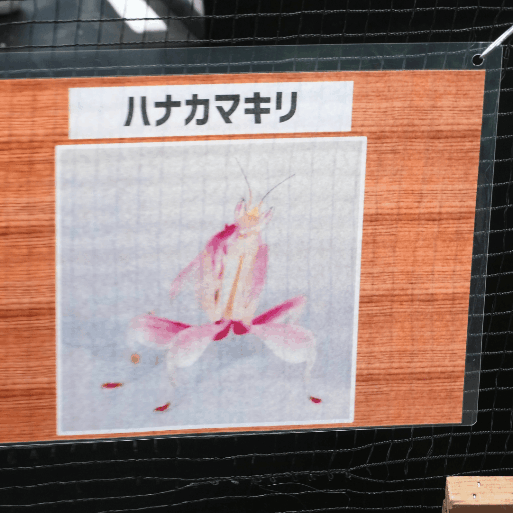 【8/30まで・板橋区】カブトムシに触れるって本当?ねったいかん夏休み特別展「熱帯の昆虫2026」に行ってきました(板橋区議会議員 近藤タカヒロ)
