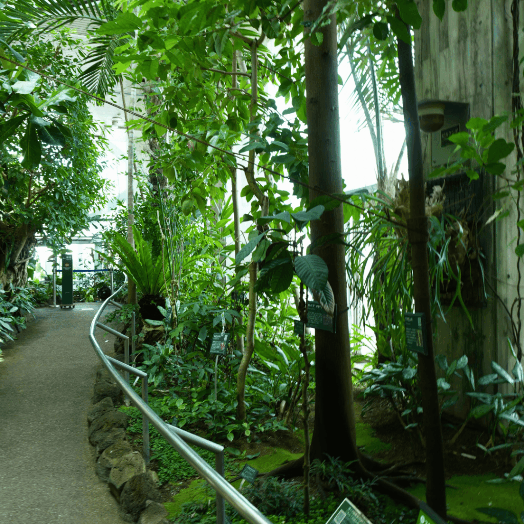 【板橋区・高島平】まるで東南アジア「熱帯環境植物館(ねったいかん)」水族館もある屋内ジャングル(板橋区議会議員 近藤タカヒロ)