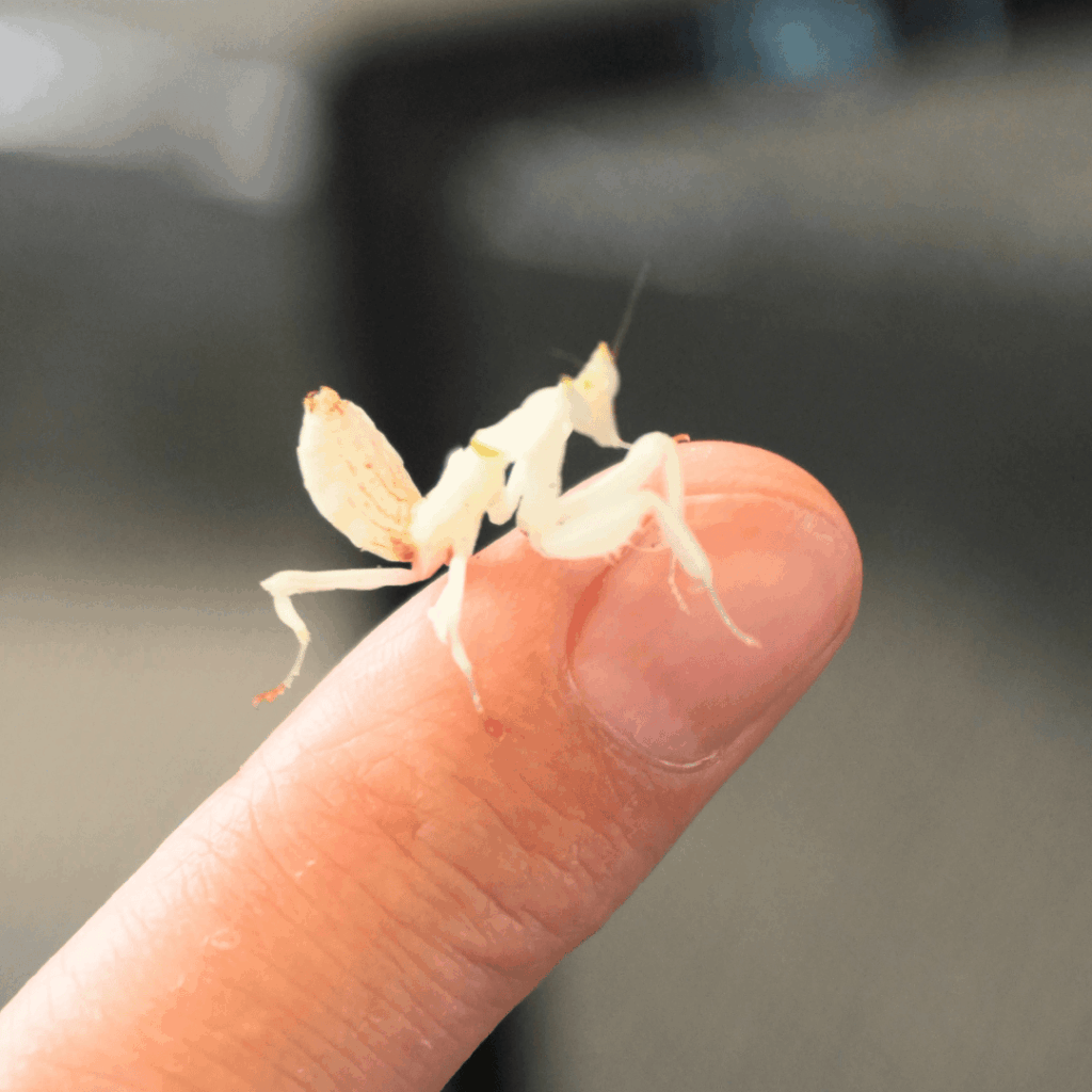 【8/30まで・板橋区】カブトムシに触れるって本当?ねったいかん夏休み特別展「熱帯の昆虫2026」に行ってきました(板橋区議会議員 近藤タカヒロ)