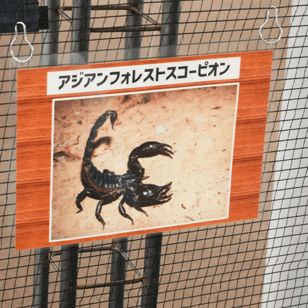 【8/30まで・板橋区】カブトムシに触れるって本当?ねったいかん夏休み特別展「熱帯の昆虫2026」に行ってきました(板橋区議会議員 近藤タカヒロ)
