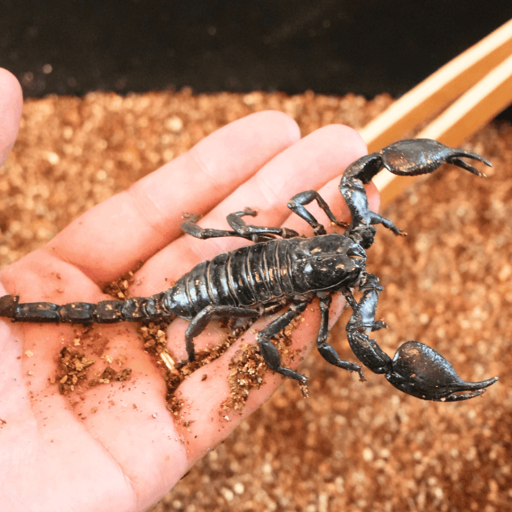 【8/30まで・板橋区】カブトムシに触れるって本当?ねったいかん夏休み特別展「熱帯の昆虫2026」に行ってきました(板橋区議会議員 近藤タカヒロ)