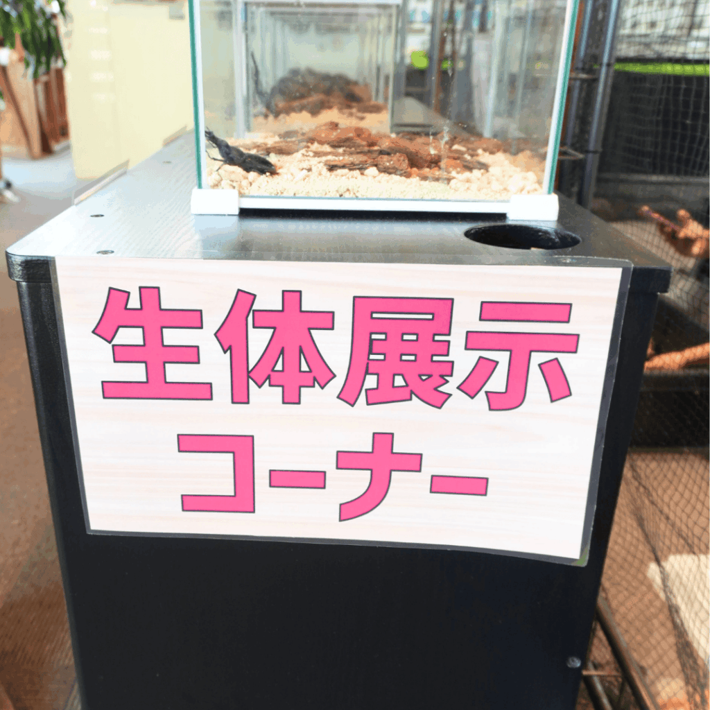 【8/30まで・板橋区】カブトムシに触れるって本当?ねったいかん夏休み特別展「熱帯の昆虫2026」に行ってきました(板橋区議会議員 近藤タカヒロ)
