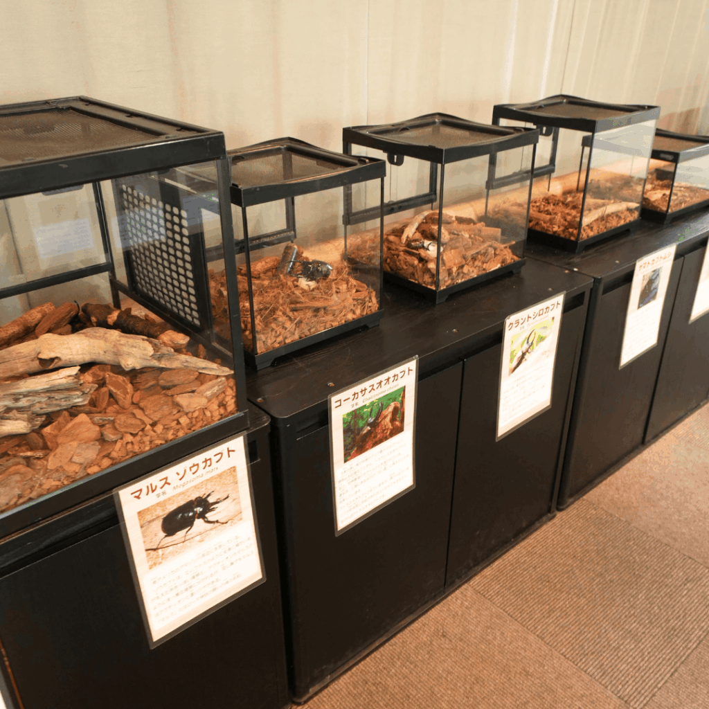 【8/30まで・板橋区】カブトムシに触れるって本当?ねったいかん夏休み特別展「熱帯の昆虫2026」に行ってきました(板橋区議会議員 近藤タカヒロ)