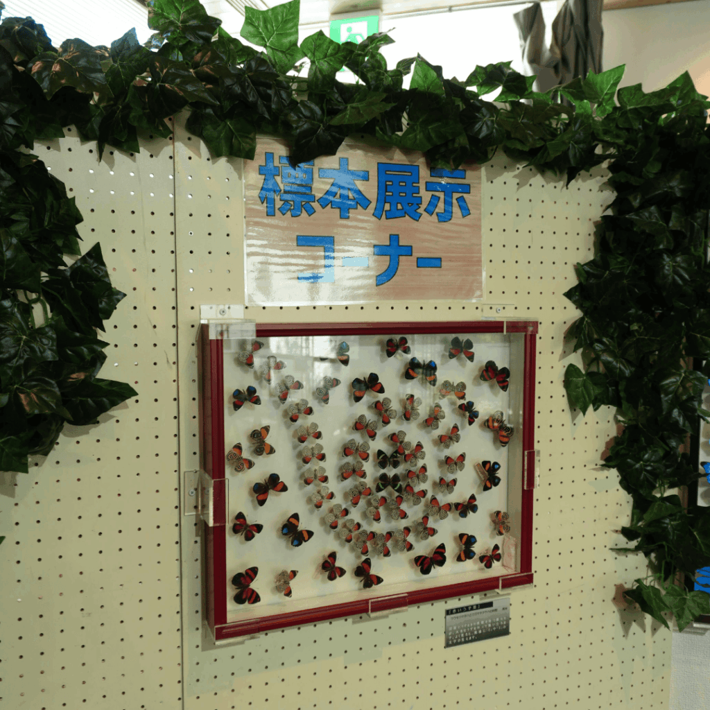 【8/30まで・板橋区】カブトムシに触れるって本当?ねったいかん夏休み特別展「熱帯の昆虫2026」に行ってきました(板橋区議会議員 近藤タカヒロ)