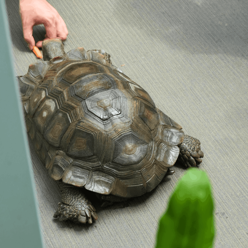 【板橋区・高島平】まるで東南アジア「熱帯環境植物館(ねったいかん)」水族館もある屋内ジャングル(板橋区議会議員 近藤タカヒロ)
