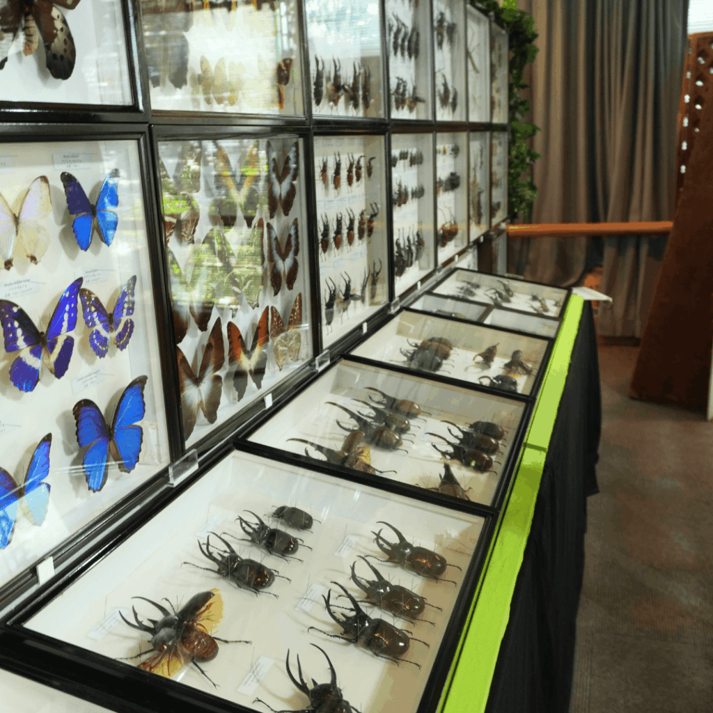 【8/30まで・板橋区】カブトムシに触れるって本当?ねったいかん夏休み特別展「熱帯の昆虫2026」に行ってきました(板橋区議会議員 近藤タカヒロ)