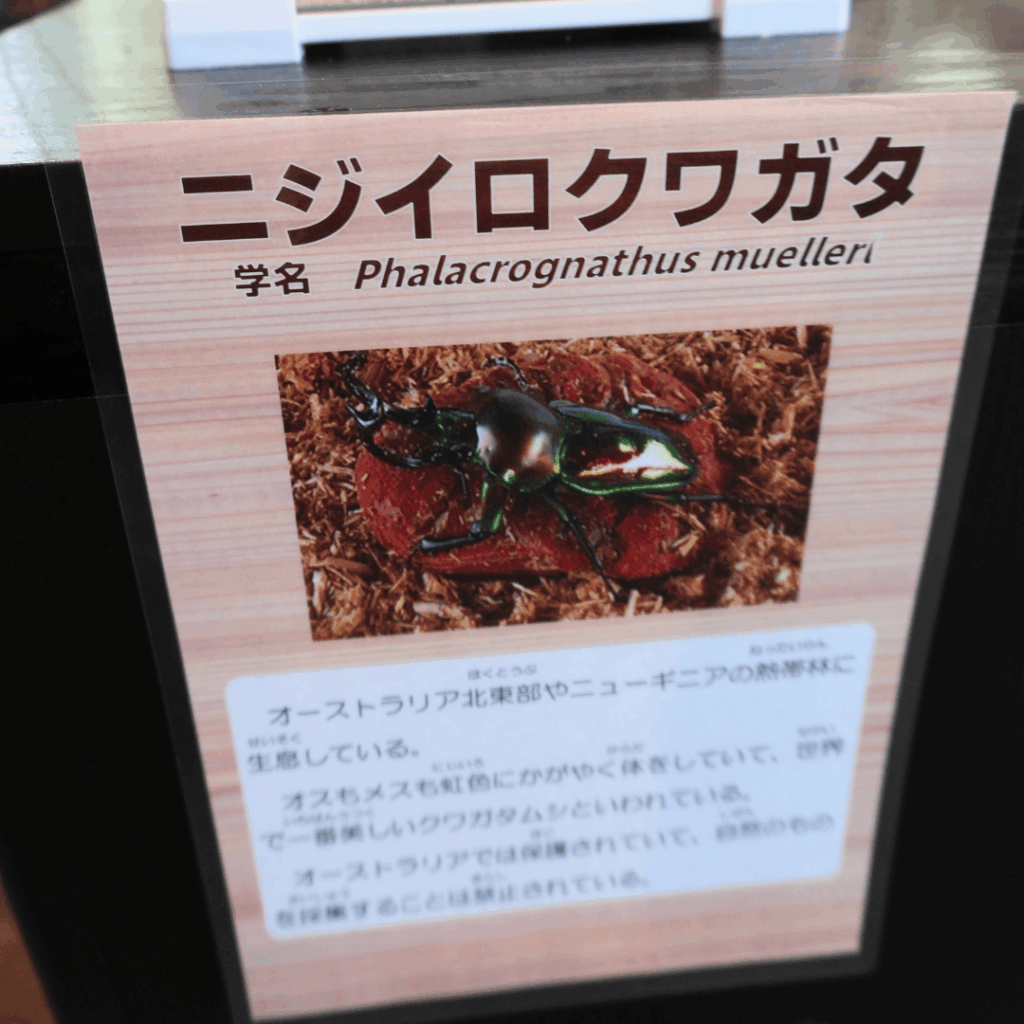【8/30まで・板橋区】カブトムシに触れるって本当?ねったいかん夏休み特別展「熱帯の昆虫2026」に行ってきました(板橋区議会議員 近藤タカヒロ)