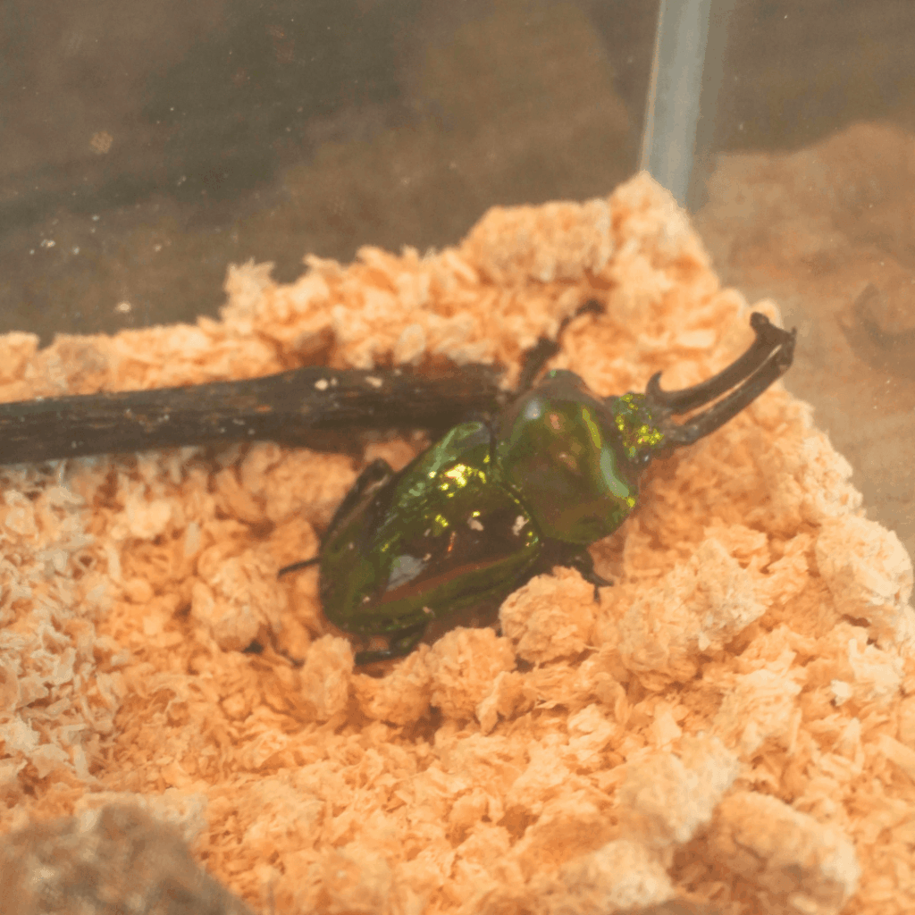 【8/30まで・板橋区】カブトムシに触れるって本当?ねったいかん夏休み特別展「熱帯の昆虫2026」に行ってきました(板橋区議会議員 近藤タカヒロ)