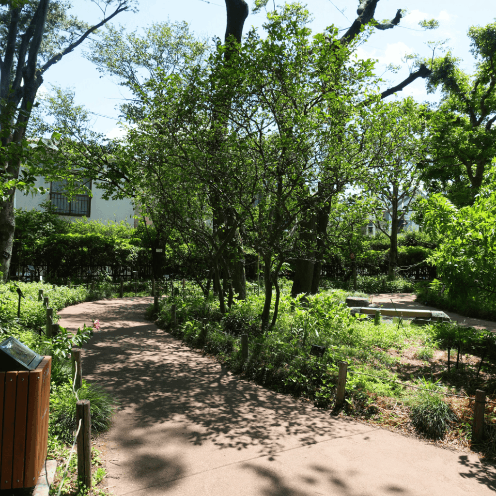【赤塚】子連れにもおすすめ｜赤塚植物園の見どころとアクセスを紹介（板橋区議会議員 近藤タカヒロ）