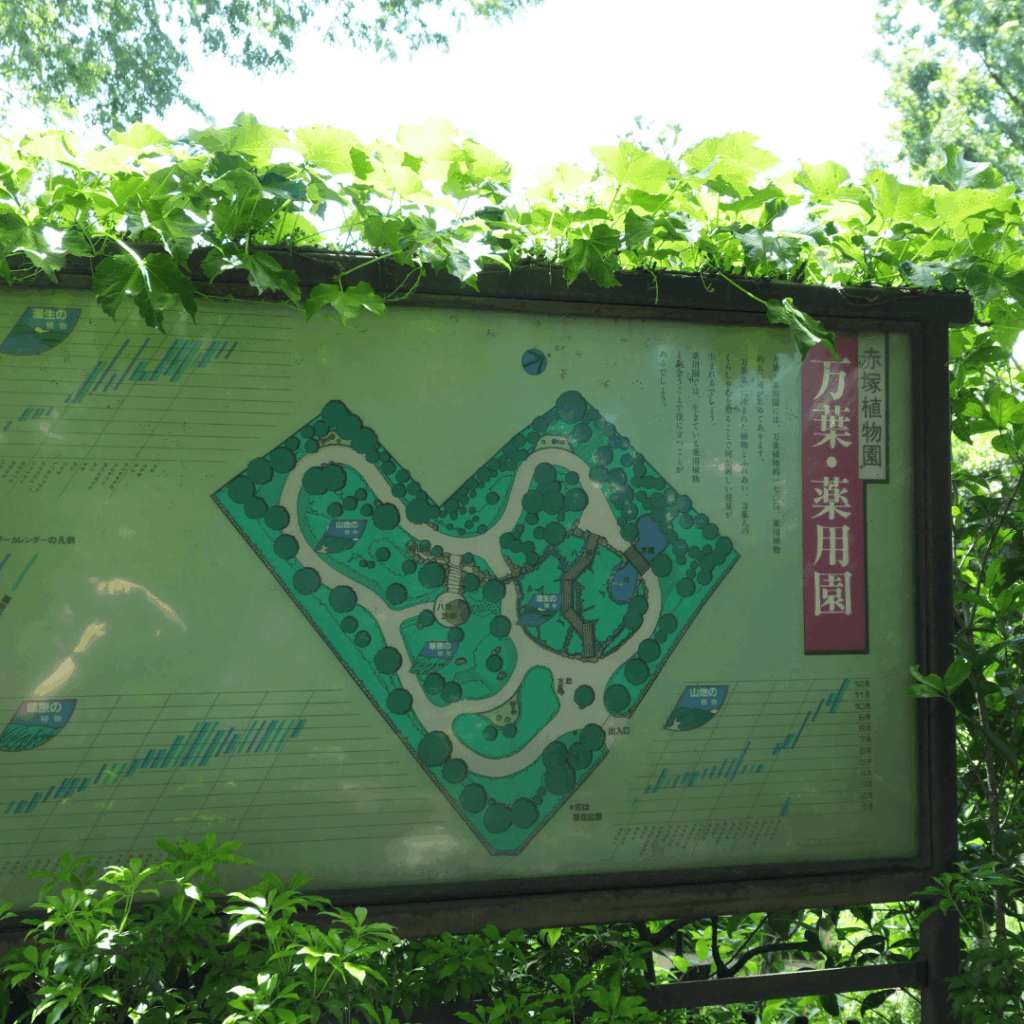 【赤塚】子連れにもおすすめ｜赤塚植物園の見どころとアクセスを紹介（板橋区議会議員 近藤タカヒロ）