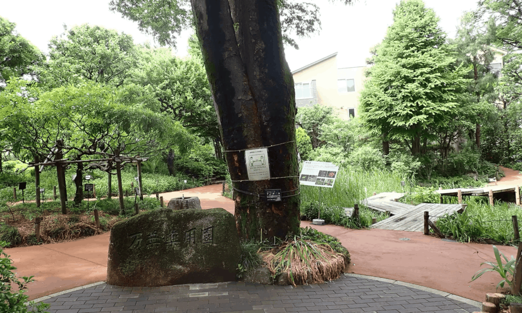 【赤塚】子連れにもおすすめ｜赤塚植物園の見どころとアクセスを紹介（板橋区議会議員 近藤タカヒロ）