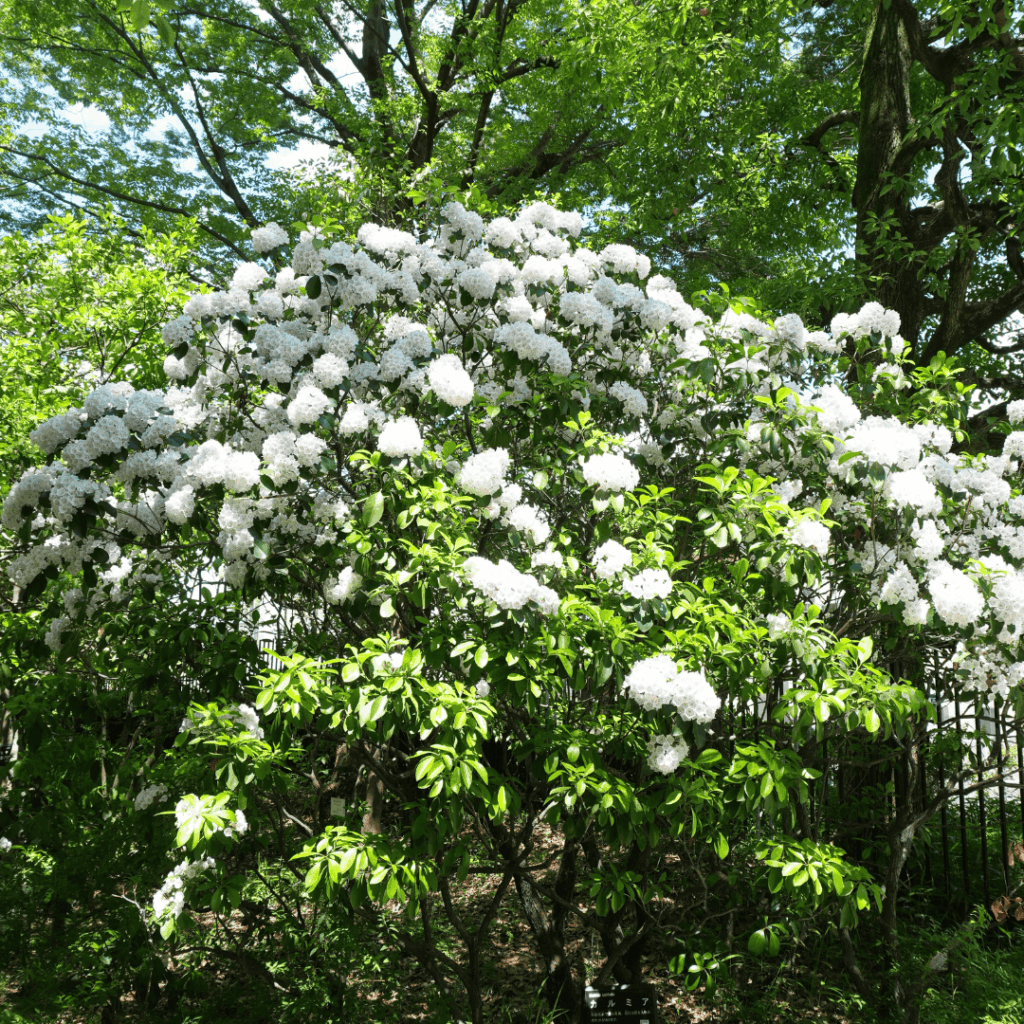 【赤塚】子連れにもおすすめ｜赤塚植物園の見どころとアクセスを紹介（板橋区議会議員 近藤タカヒロ）