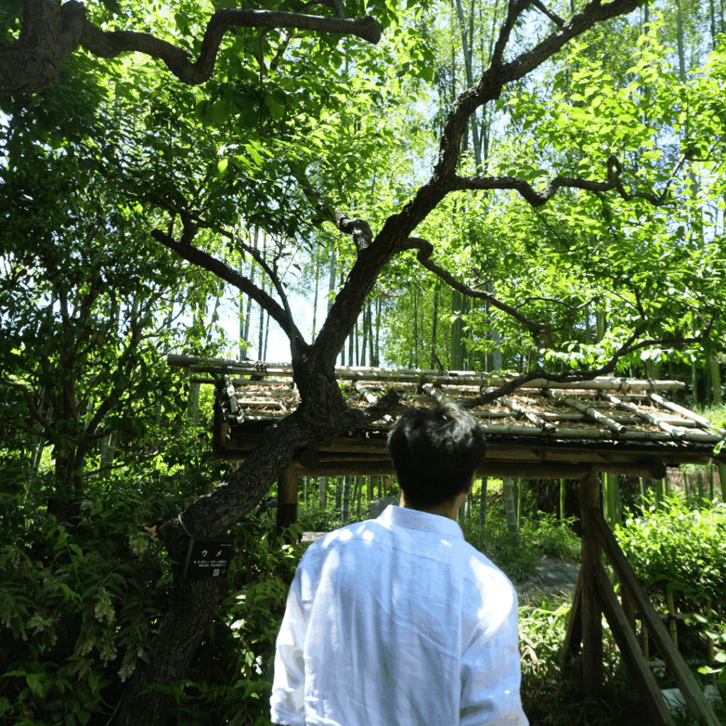 【赤塚】子連れにもおすすめ｜赤塚植物園の見どころとアクセスを紹介（板橋区議会議員 近藤タカヒロ）