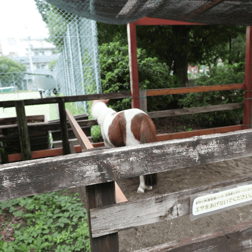 【入園無料】区立動物園「こども動物園 高島平分園」に行ってきました(板橋区・徳丸ヶ原公園)板橋区議会議員 近藤タカヒロ