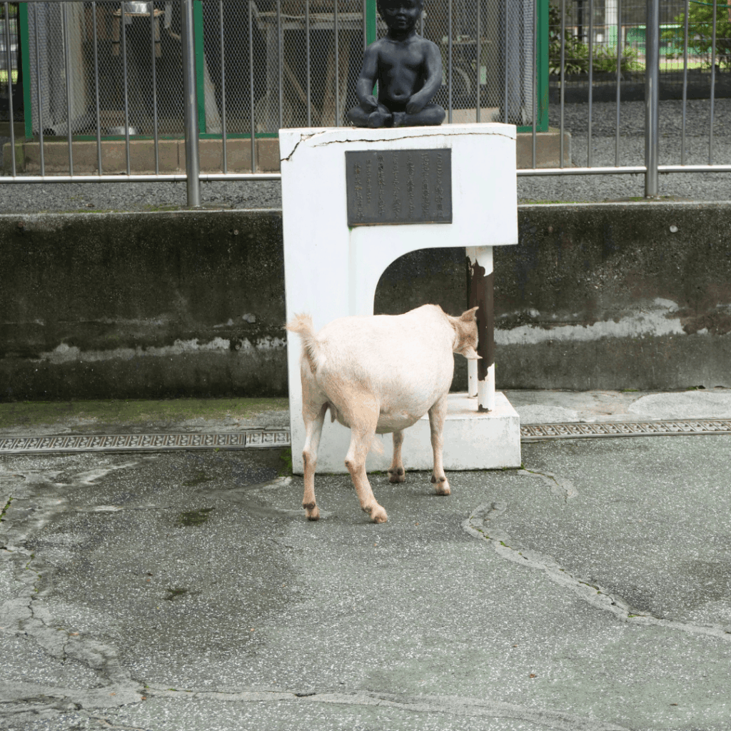【入園無料】区立動物園「こども動物園 高島平分園」に行ってきました(板橋区・徳丸ヶ原公園)板橋区議会議員 近藤タカヒロ