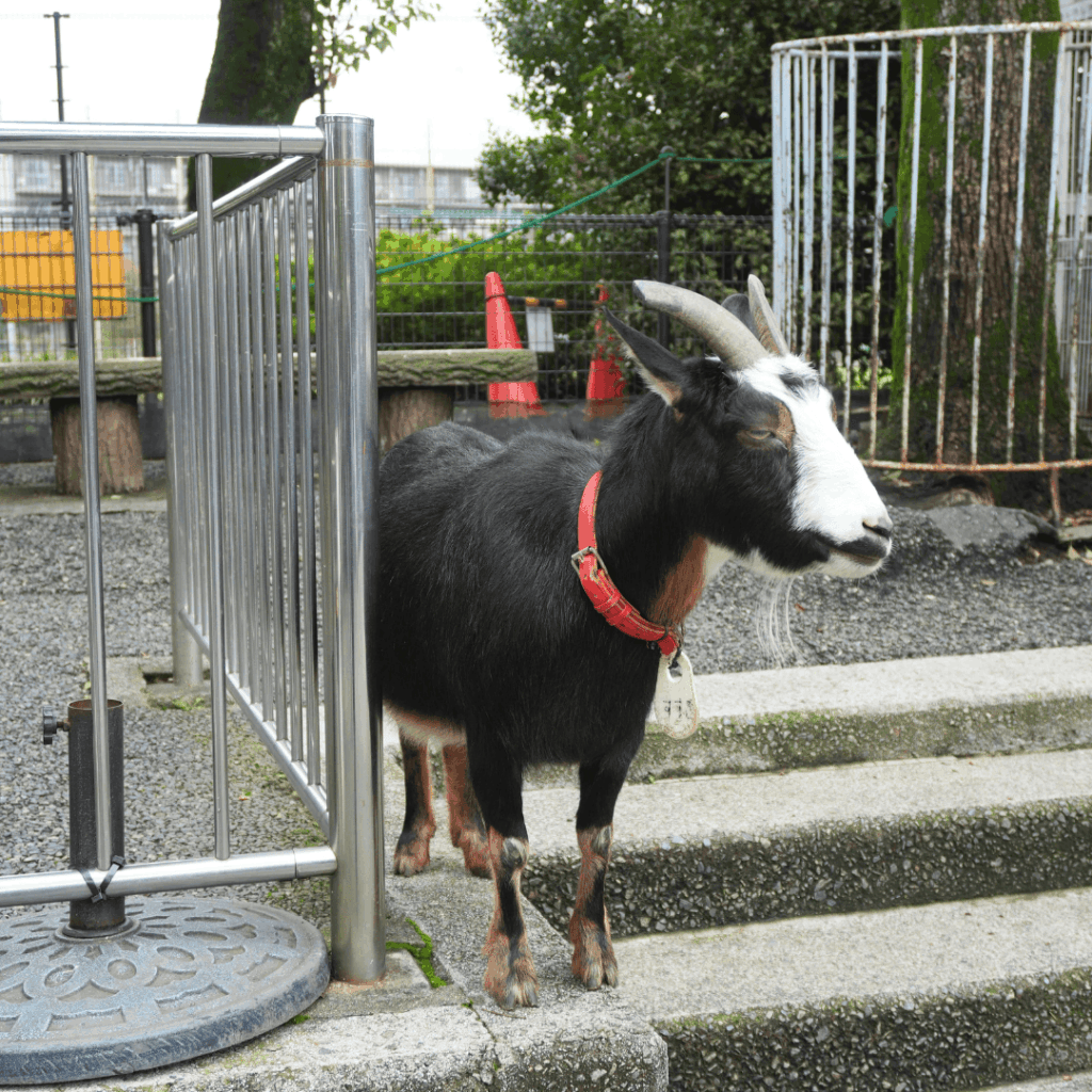【入園無料】区立動物園「こども動物園 高島平分園」に行ってきました(板橋区・徳丸ヶ原公園)板橋区議会議員 近藤タカヒロ