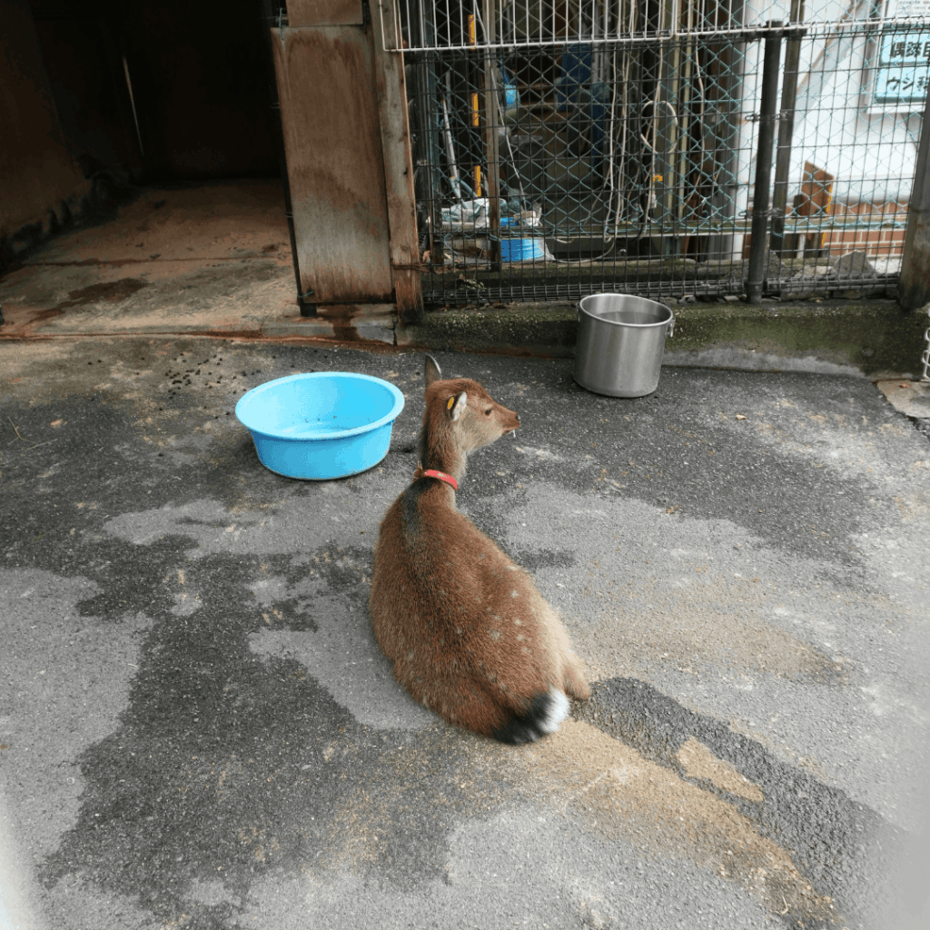 【入園無料】区立動物園「こども動物園 高島平分園」に行ってきました(板橋区・徳丸ヶ原公園)板橋区議会議員 近藤タカヒロ