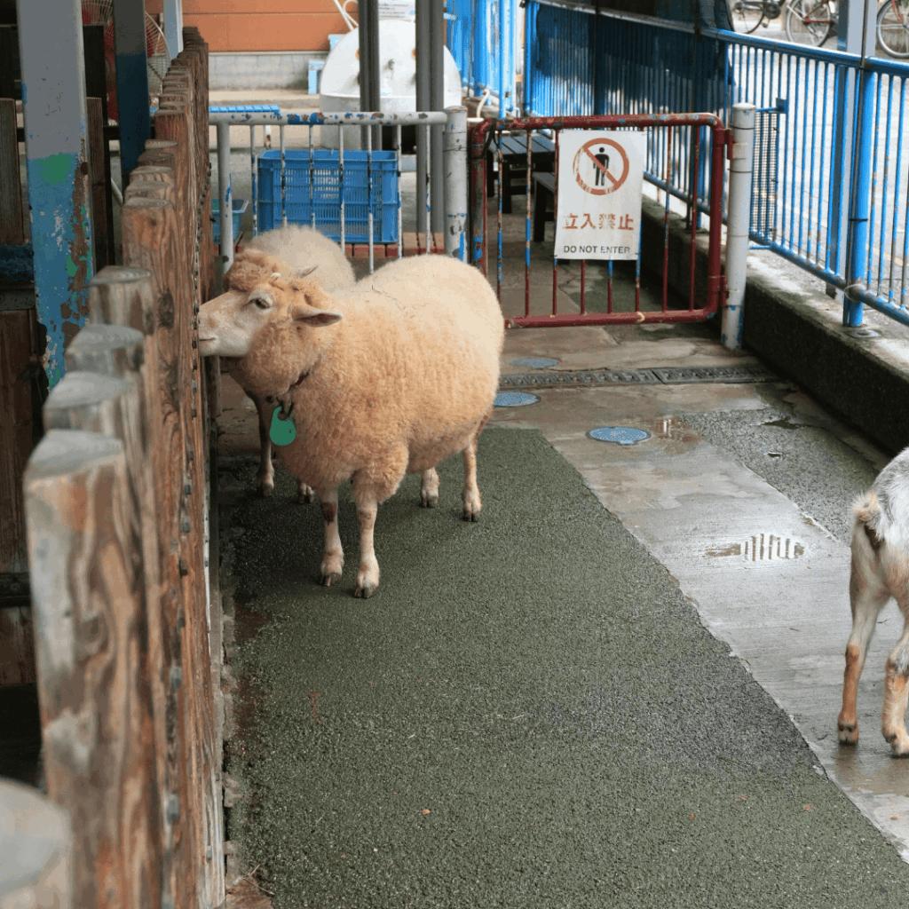 【入園無料】区立動物園「こども動物園 高島平分園」に行ってきました(板橋区・徳丸ヶ原公園)板橋区議会議員 近藤タカヒロ