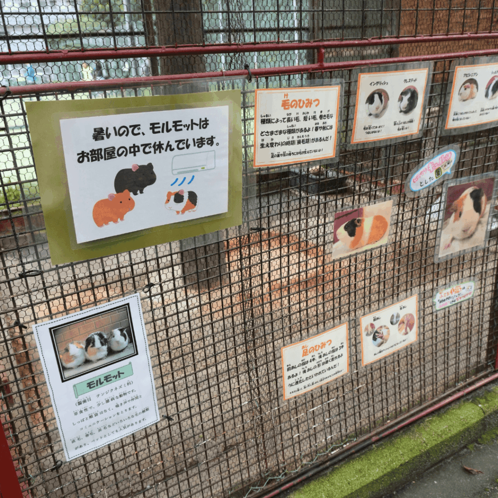 【入園無料】区立動物園「こども動物園 高島平分園」に行ってきました(板橋区・徳丸ヶ原公園)板橋区議会議員 近藤タカヒロ